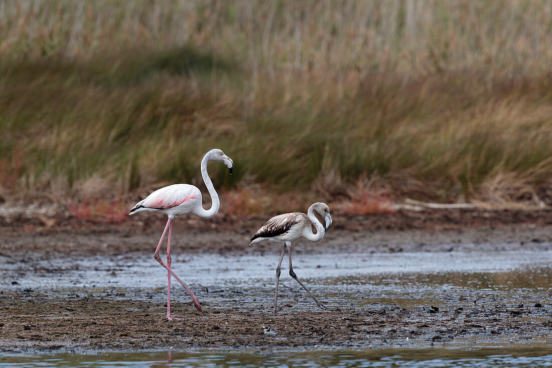 Greater flamingo (Phoenicopterus roseus) with chick, Camarague, France.