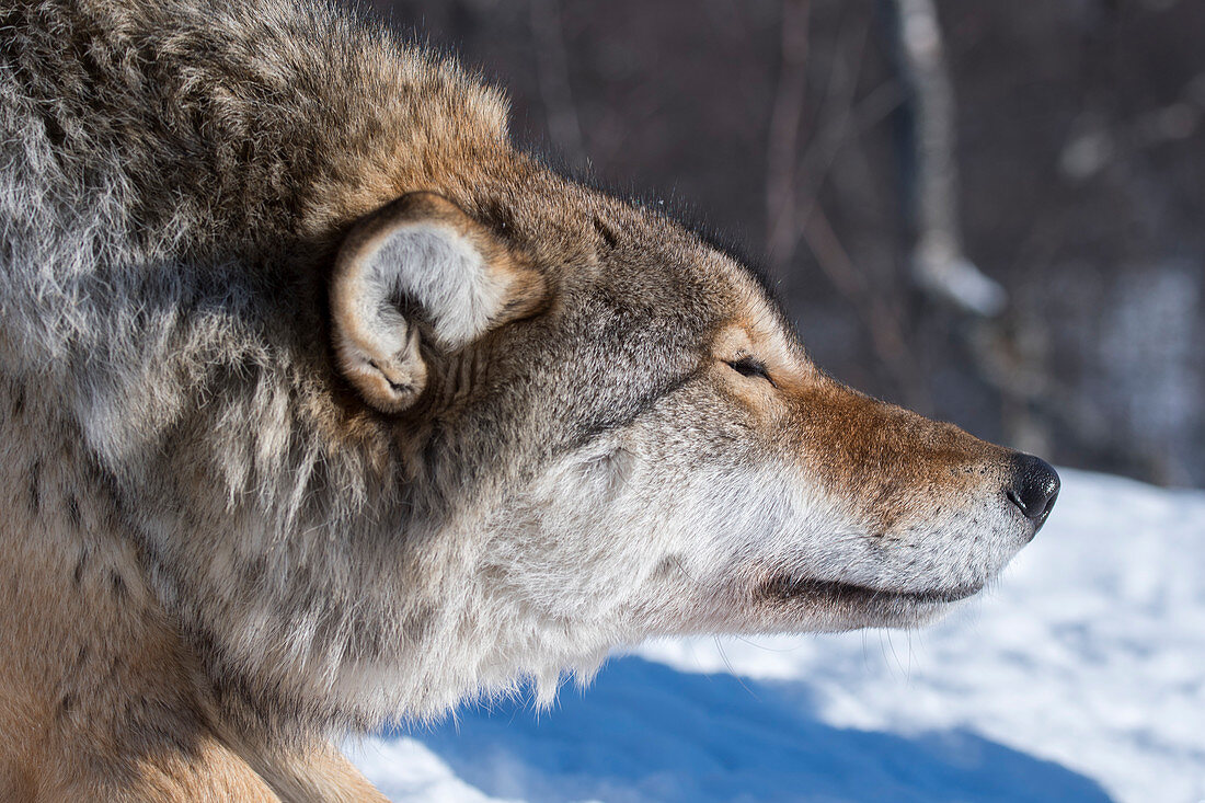Gray wolf (Canis lupus) sleeping on the snow at a wildlife park in northern Norway.