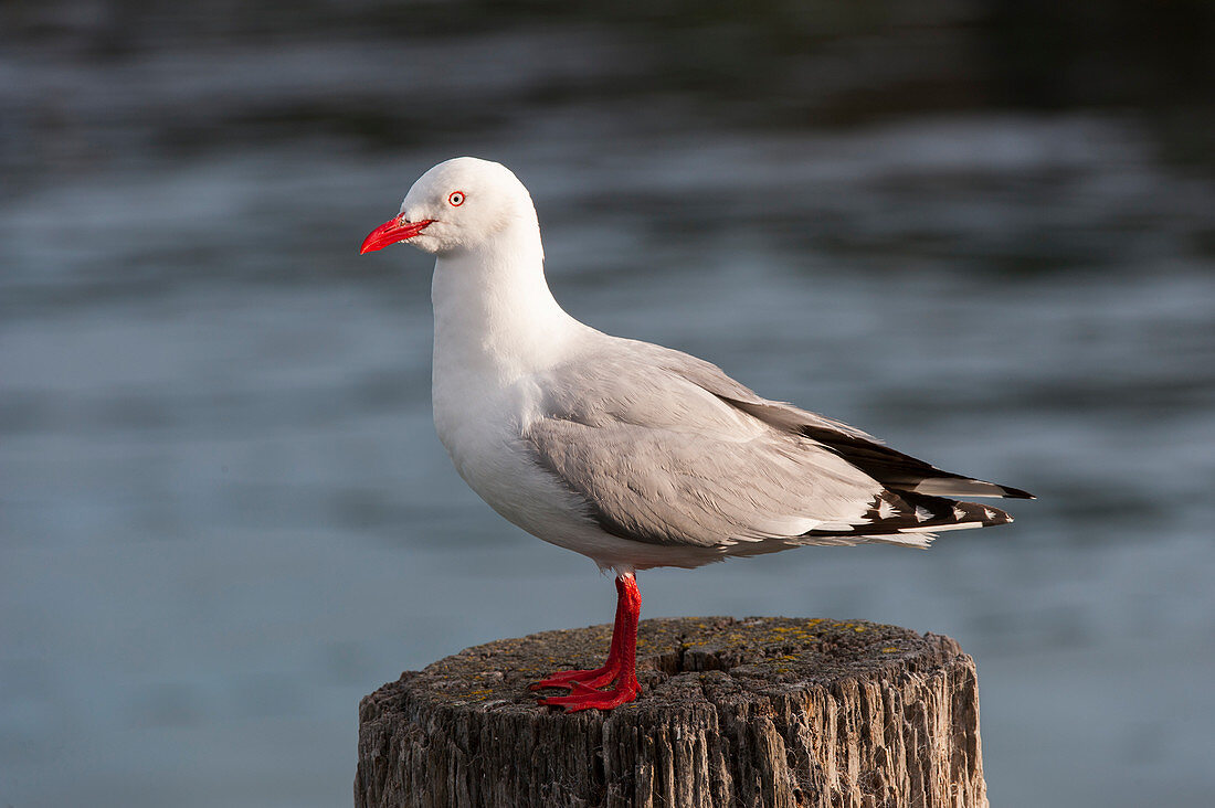 A red-billed gull (Chroicocephalus novaehollandiae scopulinus), once also known as the mackerel gull, is a native of New Zealand (here in Kaikoura), being found throughout the country and on outlying islands including the Chatham Islands and sub Antarctic islands.