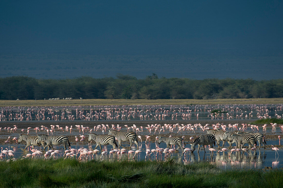 A group of Burchell's zebra crossing a shallow lake with flamingoes in Amboseli National Park, Kenya.