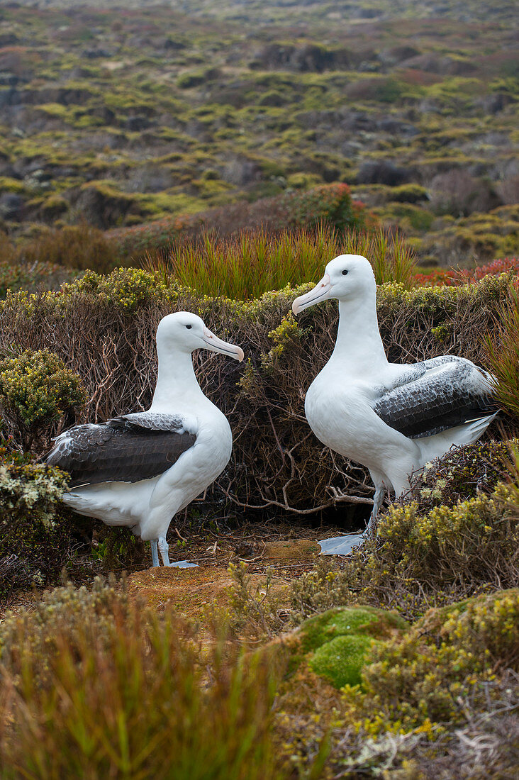 Ein Paar südlicher Königsalbatrosse (Diomedea epomophora) auf der Insel Enderby, einer subantarktischen Insel in der Inselgruppe Auckland, Neuseeland