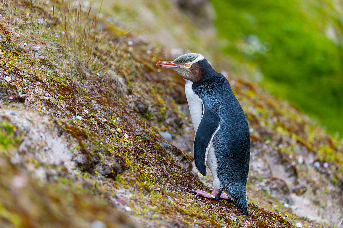 Gelbaugenpinguin (Megadyptes antipodes) an einem Hang auf der Insel Enderby, einer subantarktischen Insel in der Inselgruppe Auckland, Neuseeland