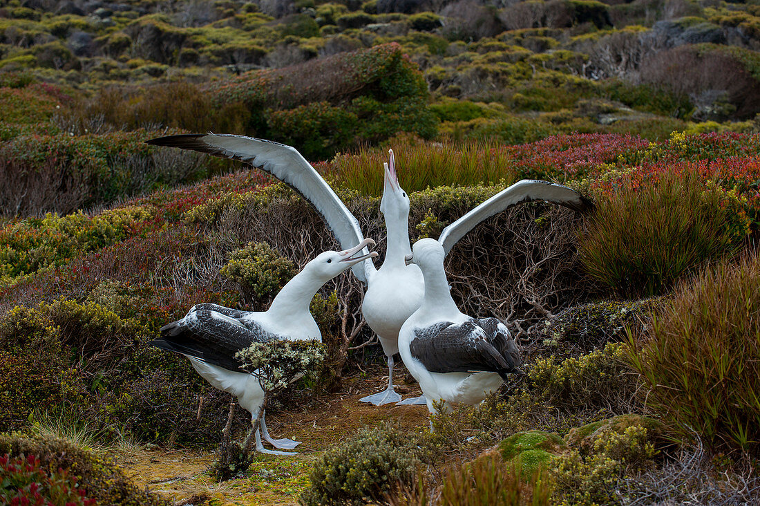 Gamming (courtship behavior) of several pairs of southern royal albatrosses (Diomedea epomophora) on Enderby Island, a sub-Antarctic Island in the Auckland Island group, New Zealand.