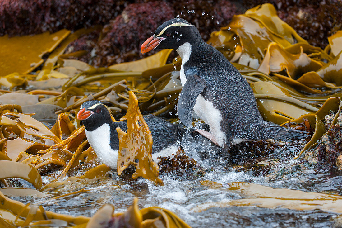 Snares penguins (Eudyptes robustus), also known as the Snares crested penguins in the kelp at the waters edge of Snares Island, New Zealand.