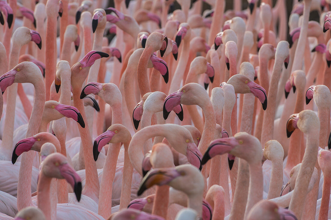 Greater flamingo(Phoenicopterus roseus) close up on a group of birds. Natural reserve of Pont de Gau, Camargue, France.  Africa, on the Indian subcontinent, in the Middle East and southern Europe. 