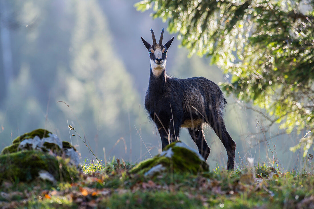 Chamois mâle during the start of mating season (Rupicapra rupicapra ) Les Planes, Switzerland. native to mountainous parts of central and southern Europe and Asia Minor.