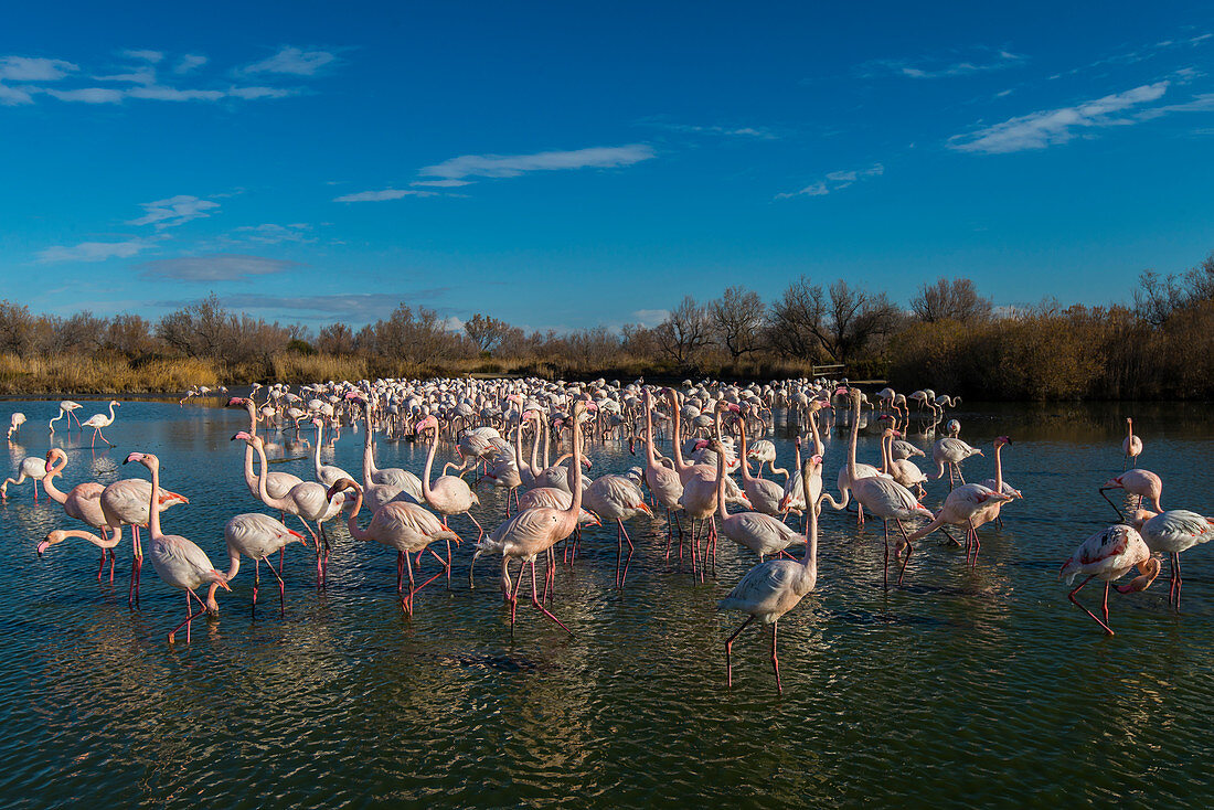 Greater flamingo(Phoenicopterus roseus) sunset over the natural reserve of Pont de Gau, Camargue, France.  Africa, on the Indian subcontinent, in the Middle East and southern Europe.