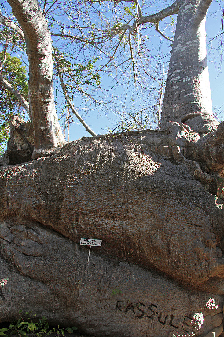 Unterer Teil eines Affenbrotbaums (Adansonia digitata), Sansibar, Insel Unguja, Tansania