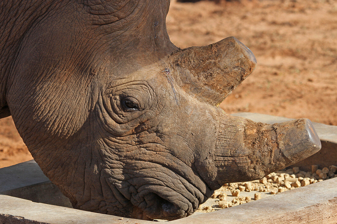 Schwarzes Nashorn, auch Spitzmaulnashorn frisst aus einem Futtertrog, im privaten Wildreservat Viktoriafälle, Simbabwe, Black Rhino Breeding Project