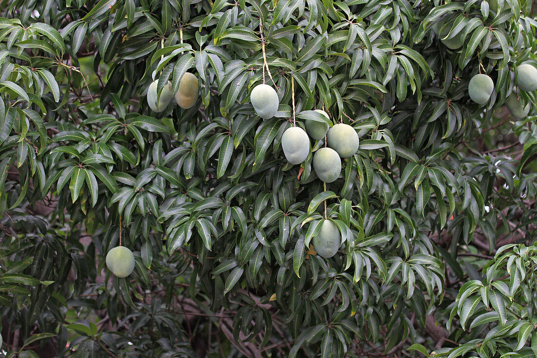 Mango tree with unripe mango fruits hanging on it, Zimbabwe.