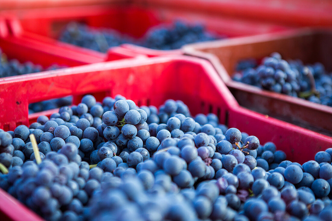 Weinlese in La Morra in der Provinz Piemont, Italien. Die bekanntesten piemontesischen Weine sind Barolo und Barbaresco in dieser Region.