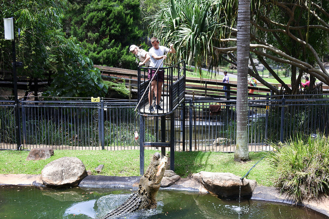 Gold Coast, Australien - 12. DEZEMBER 2018: Krokodiltrainer füttert Salzwasserkrokodil in Currumbin, Queensland, Australien. Krokodile haben den stärksten Biss aller Tiere auf der Welt.