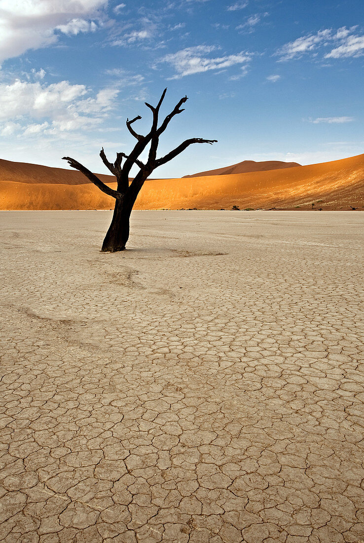 Namibia - 16. April 2009: Ein Skelettbaum in Deadvlei, der berühmten weißen Tonpfanne im Namib-Naukluft-Nationalpark