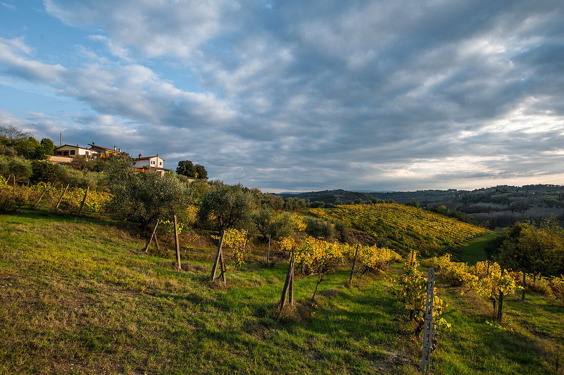 Countryside around San Miniato