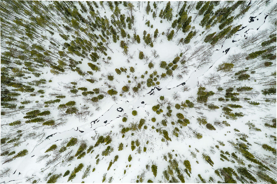 Luftaufnahme von einem verschneiten Bachbett im Nadelwald in finnisch Lappland