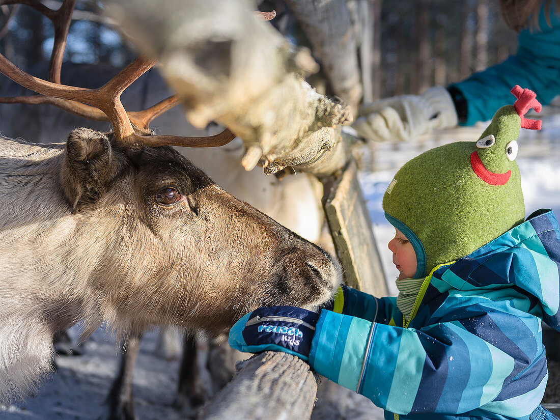 Kleinkind beim Rentier füttern, Pyhä-Luosto, finnisch Lappland