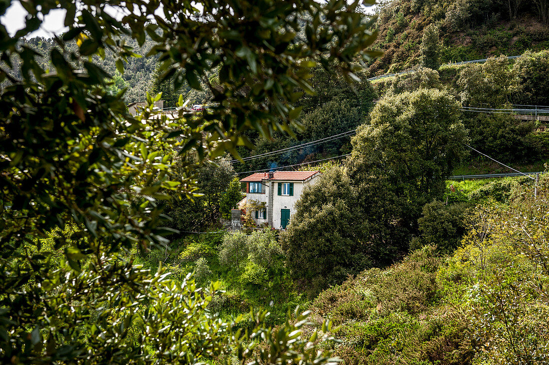 House in the vineyards above Vernazza, Cinque Terre, Italy