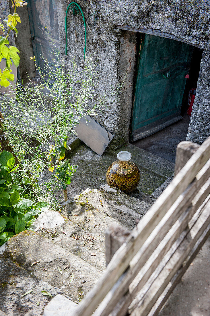 Pickled green olives in the vineyards above Vernazza, Cinque Terre, Italy