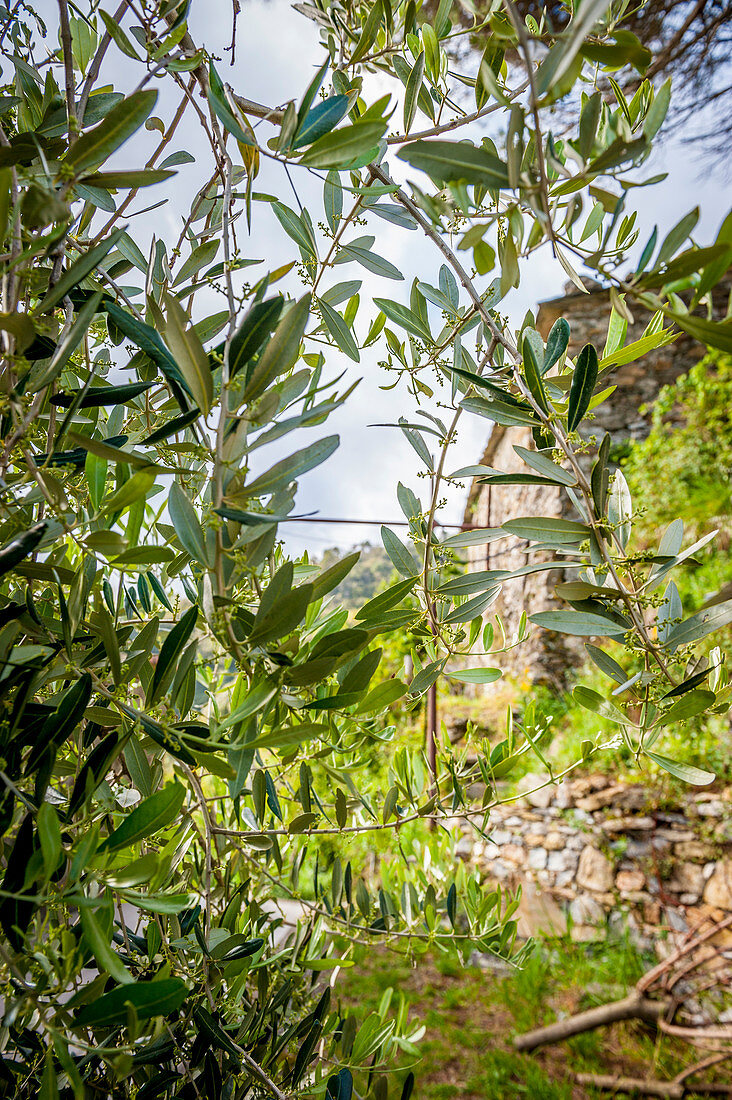 Olivenbaum in den Weinbergen oberhalb von Vernazza, Cinque Terre, Italien