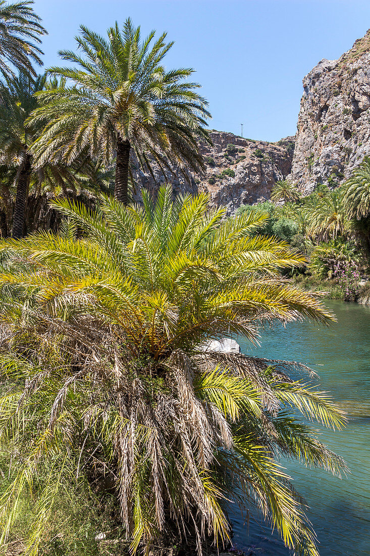 Palmenhain am Fluss hinter dem Palmenstrand von Preveli im Sommer, Mitte Kreta, Griechenland