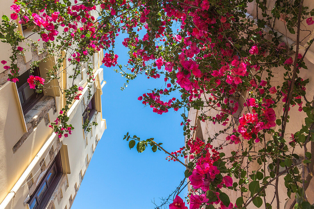 Colorful flowers in the bright streets of the old town of Rethymno, North Crete, Greece
