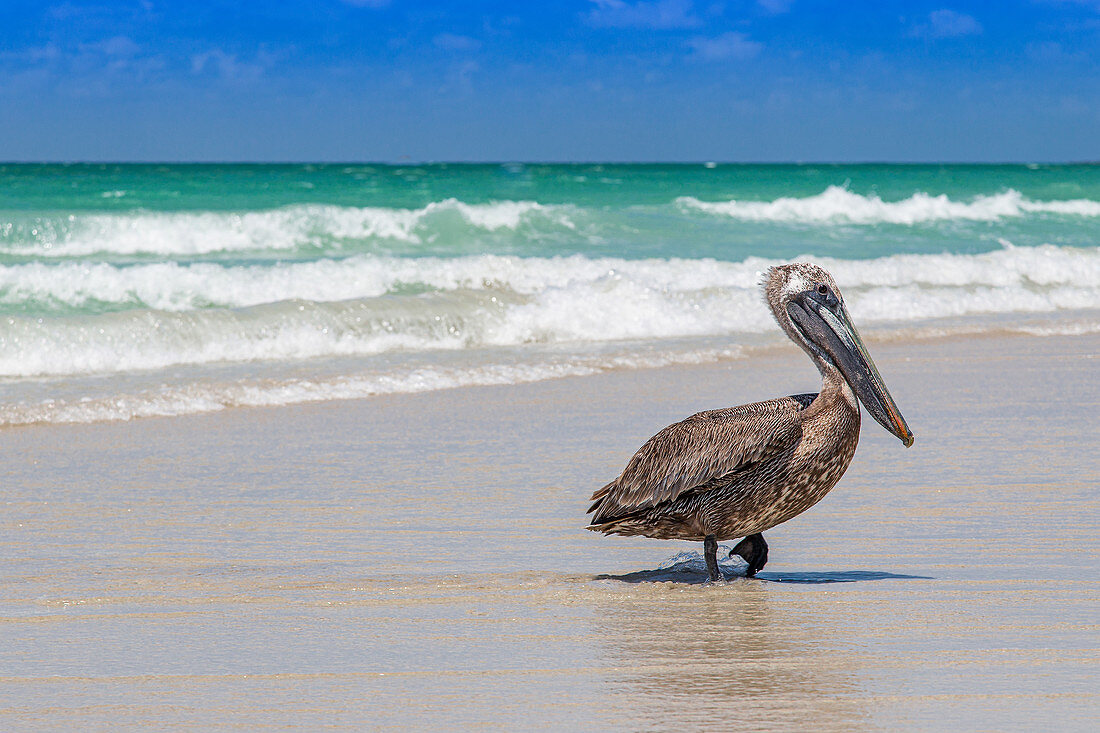 Pelican on the beach, Varadero, Cuba