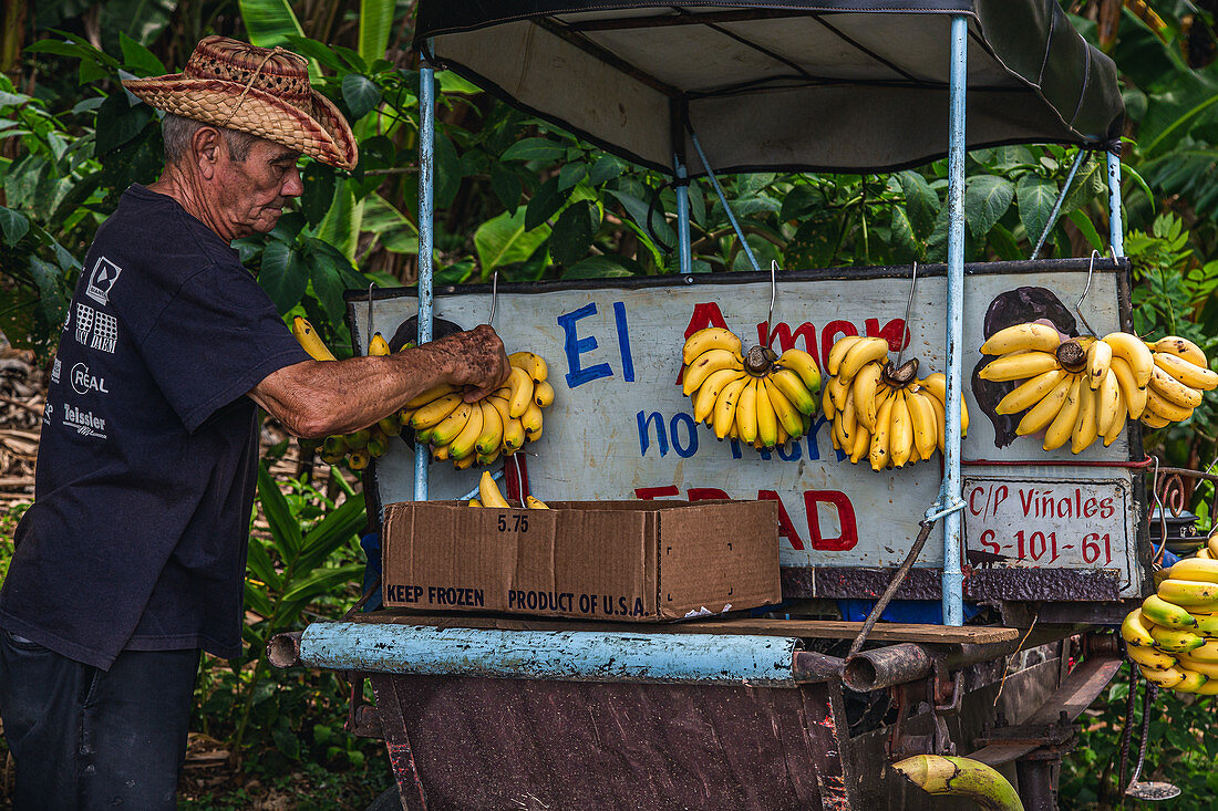Kubaner verkauft Bananen in Pinar del Rio, Kuba