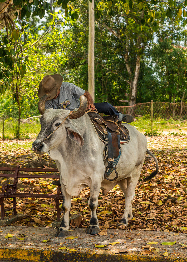 Bauer reitet auf seiner Kuh, Pinar del Rio, Kuba