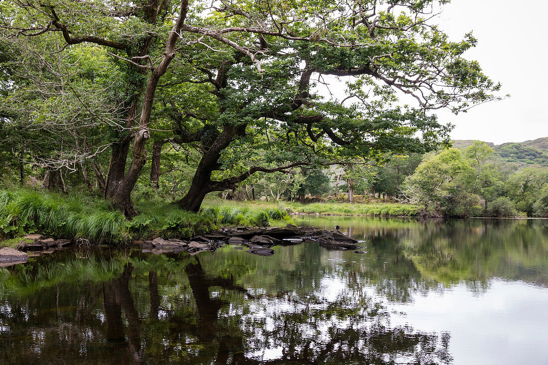 Muckross Lake, Killarney Nationalpark, Grafschaft Kerry, Irland, Europa
