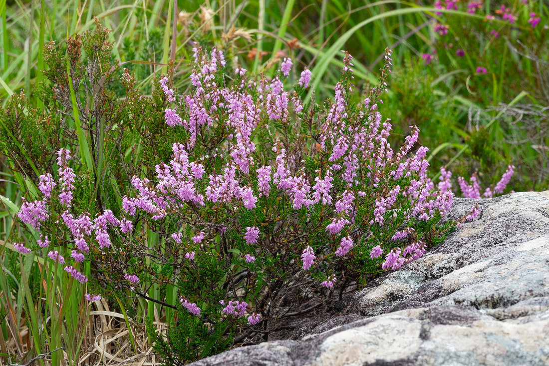 Heidekraut, Calluna vulgaris, im Killarney Nationalpark, Grafschaft Kerry, Irland, Europa