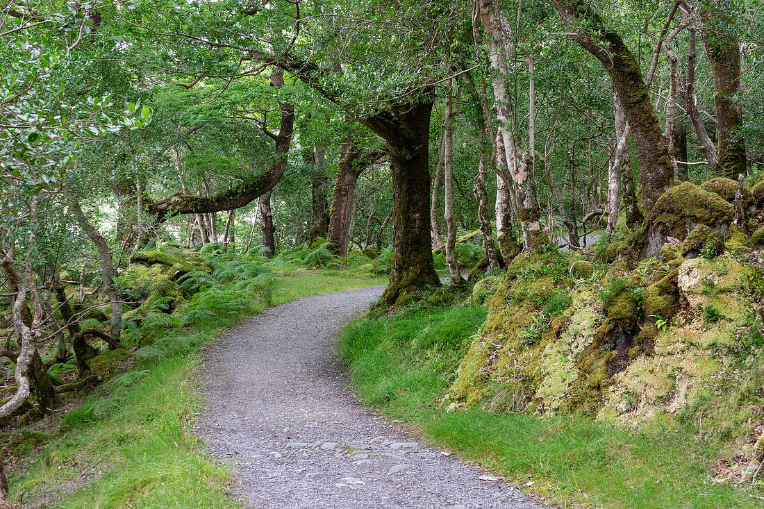 Hiking trail in the forest, long distance hiking trail Kerry Way; Killarney National Park, County Kerry, Ireland, Europe