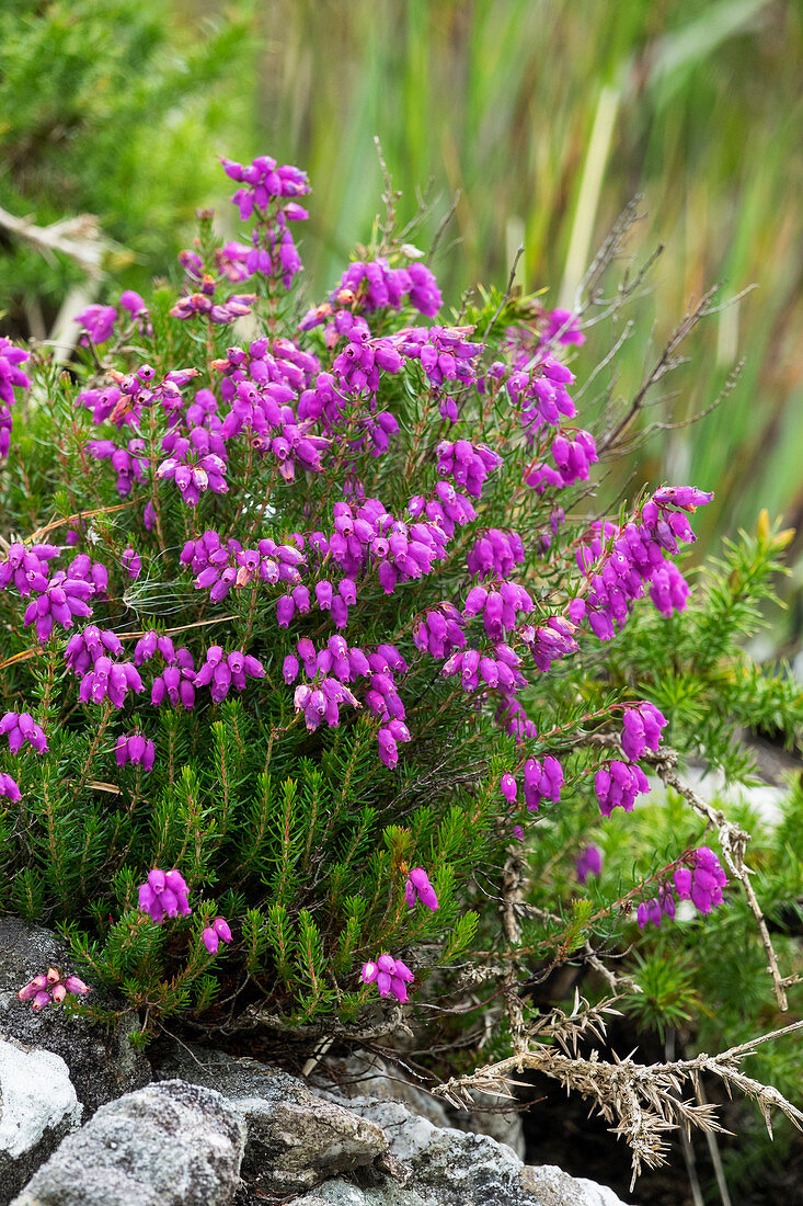 Irish Bell Heath, Daboecia cantabrica, Killarney National Park, Ireland, Europe