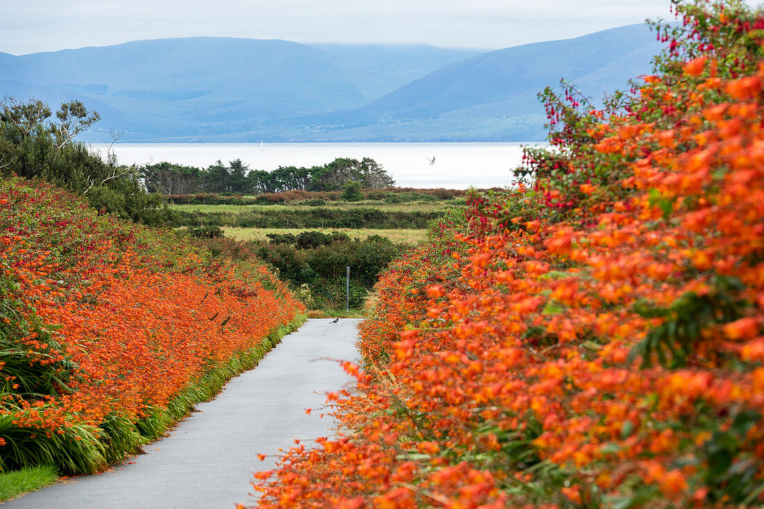 Montbretien, Crocosmia sp., Dingle Halbinsel, County Kerry, Irland