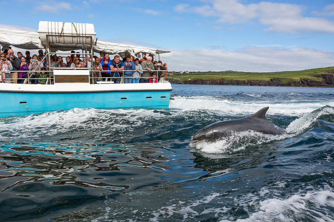 Delfin Fungie, Tursiops truncatus, Dingle Delfin Bootstour, Dingle Halbinsel, Grafschaft Kerry, Irland