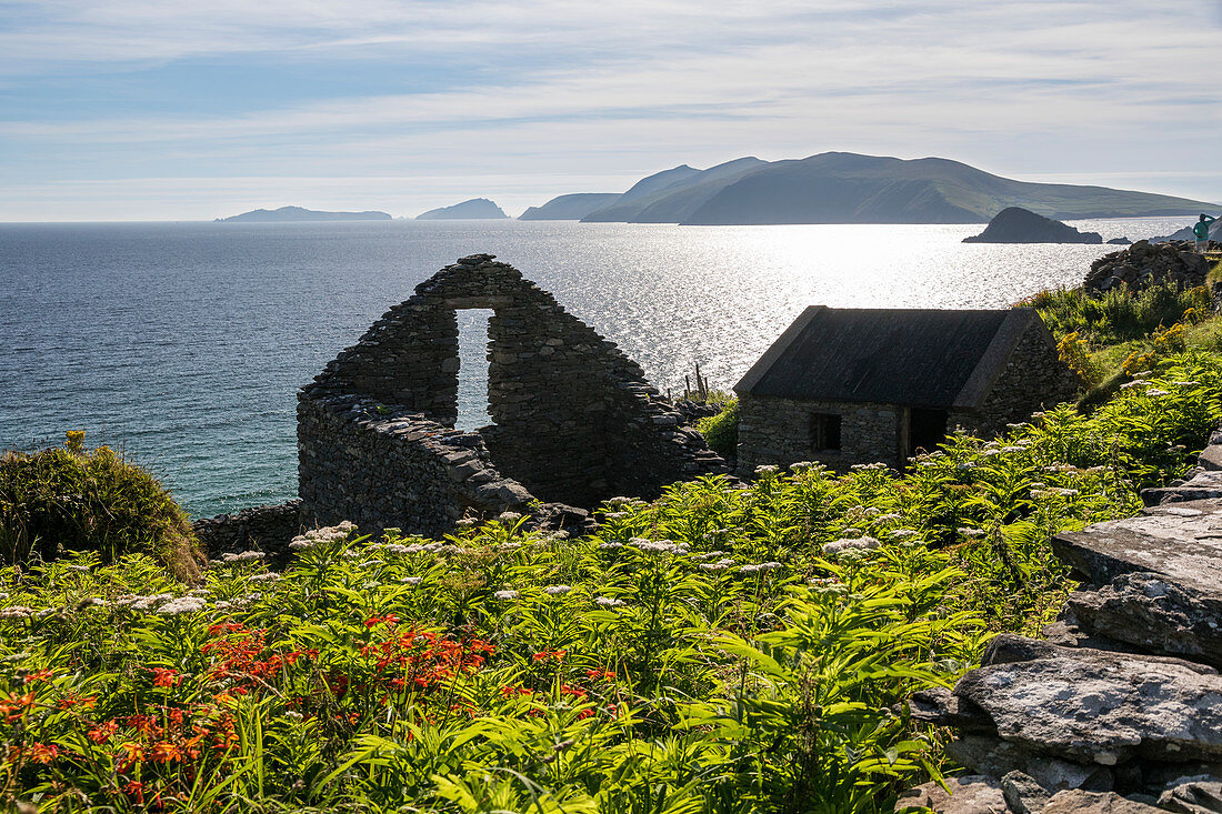 Ruin and flowers on the Dingle Peninsula, County Kerry, Ireland
