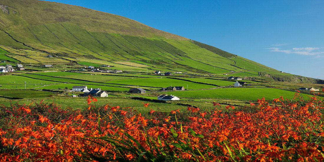 Montbretien, Crocosmia sp., Dingle Halbinsel, County Kerry, Irland