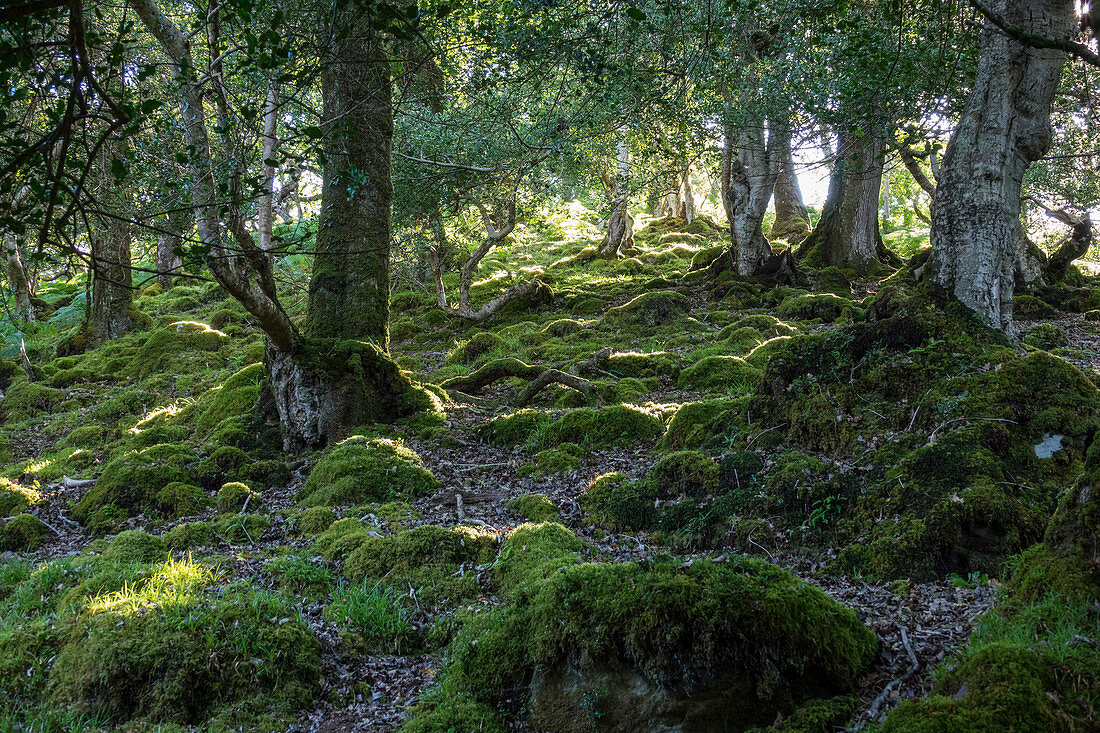Tomies Woods, Killarney National Park, County Kerry, Ireland, Europe