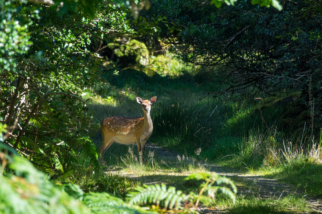 Damwild, Cervus dama, Tomies Woods, Killarney Nationalpark, Grafschaft Kerry, Irland, Europa