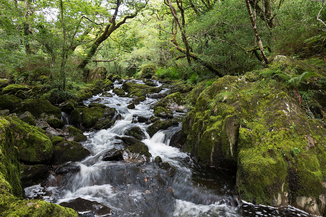 Canrooska Fluss, Glengarriff Natur Reservat, Grafschaft Cork, Irland