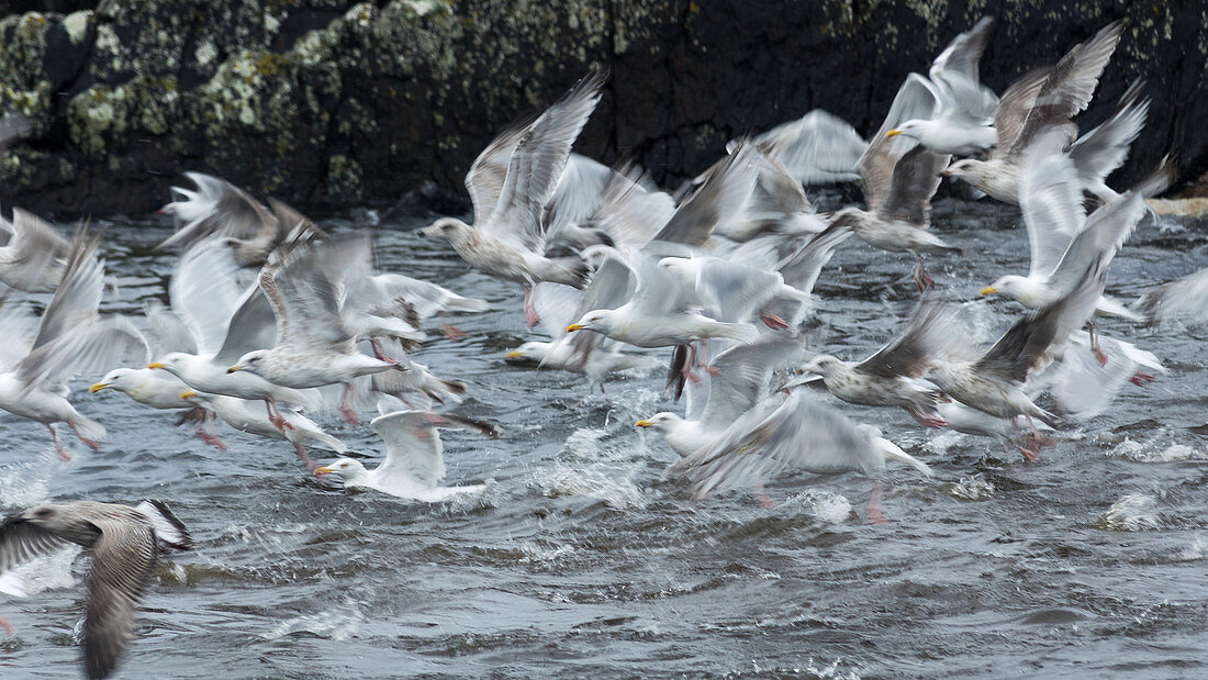 Herring Gulls flying, Larus argentatus, Ireland, Europe