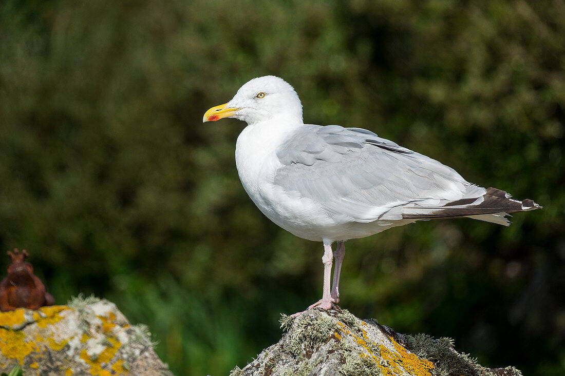 Herring Gull, Larus argentatus, Ireland