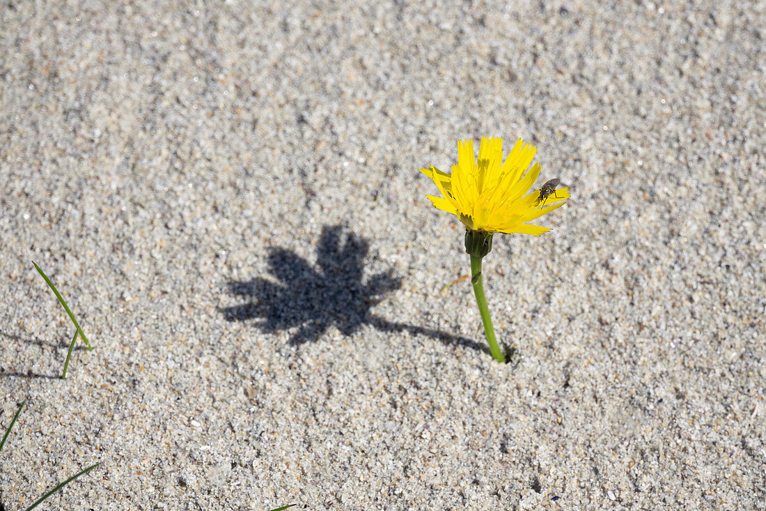 Yellow flower in the sand at Gurteen Bay, Roundstone, County Galway, Ireland