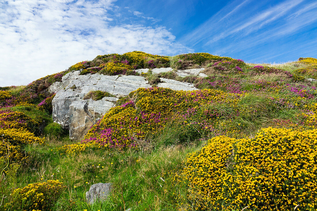 Flower meadow with rocks, Connemara National Park, County Galway, Ireland