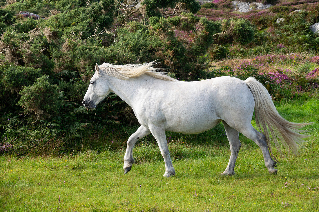 Connemara Pony, Equus ferus caballus, Connemara, County Galway, Ireland, Europe
