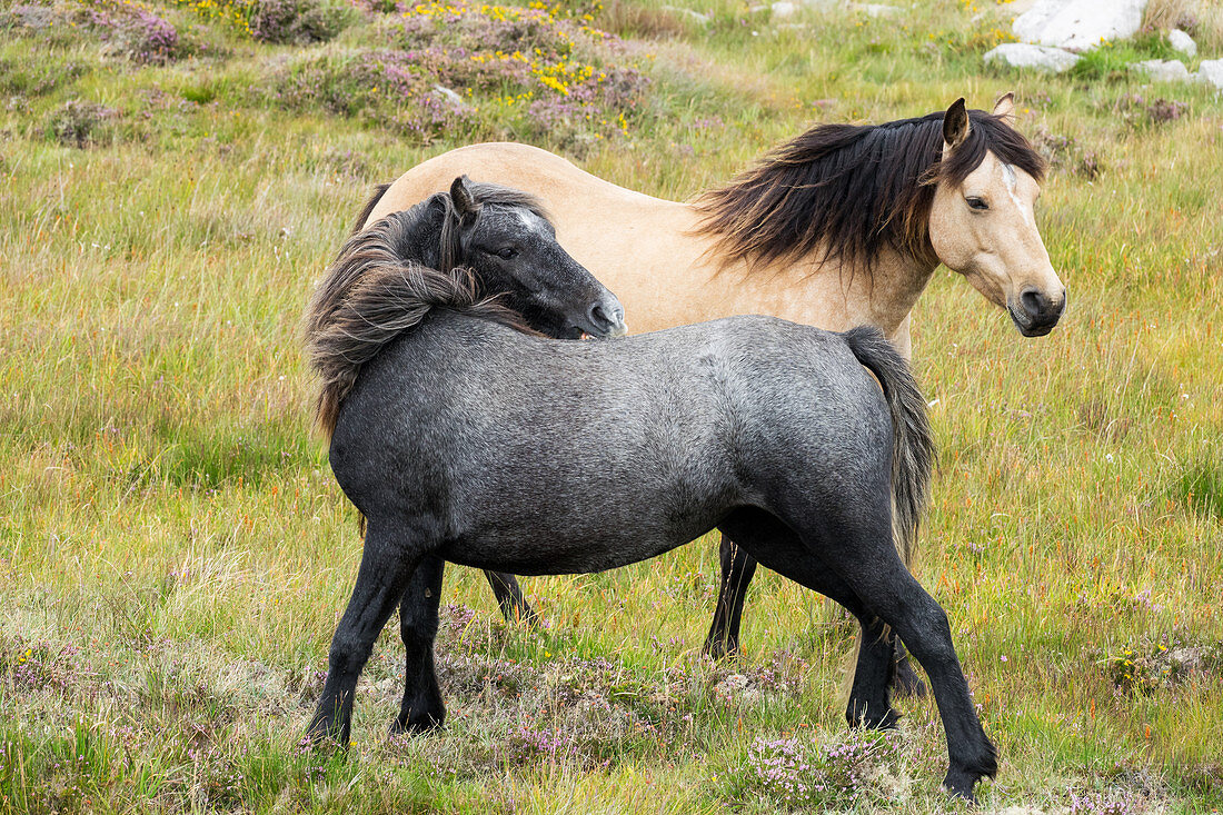 Connemara Ponies, Equus ferus caballus, Connemara, Grafschaft Galway, Irland, Europa