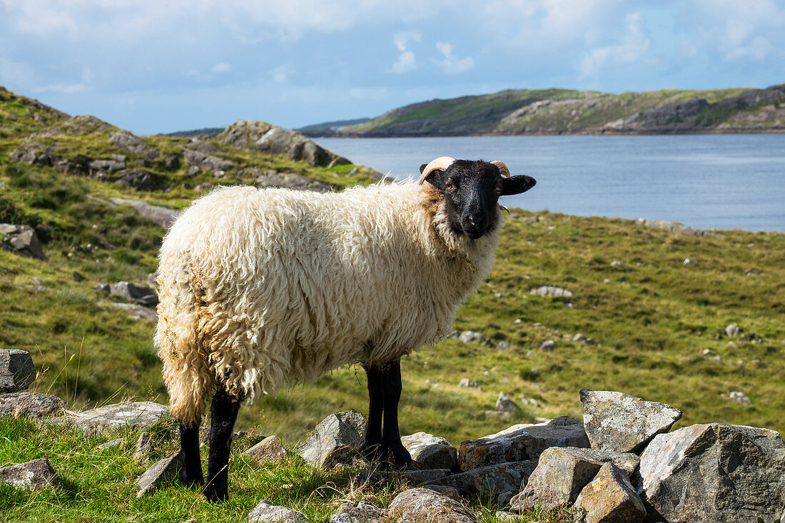 Shetland-Schaf am Killary Fjord, Connemara, Grafschaft Galway, Irland