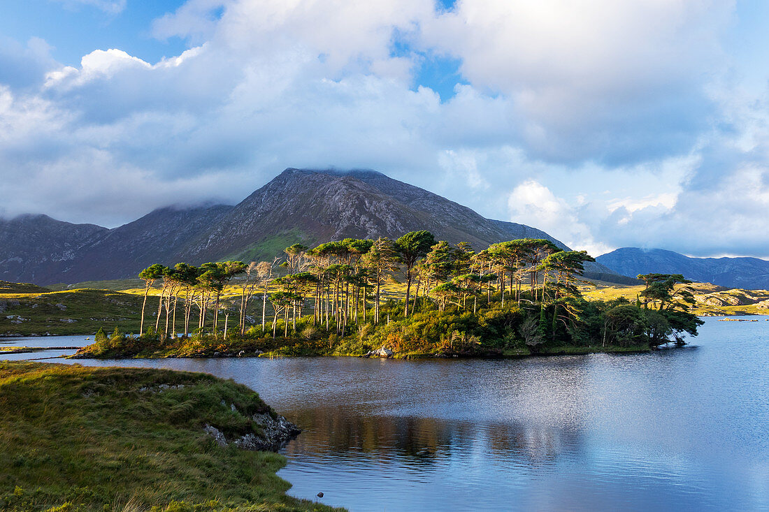 Kiefernhain, Twelve Pines, Derryclare Lough, Connemara, Irland, Europa