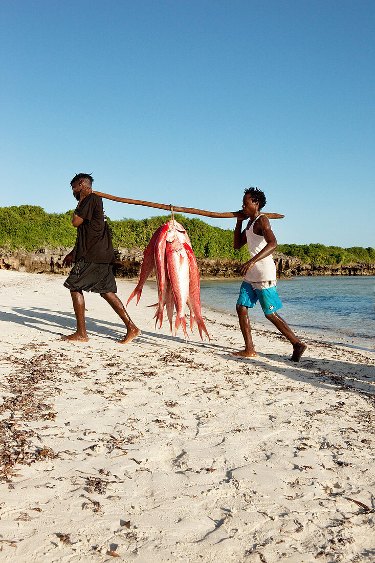 Fischer mit frischem Fang, Red Snapper, Temple Point Resort, Mida Creek, Watamu, Malindi, Kenia