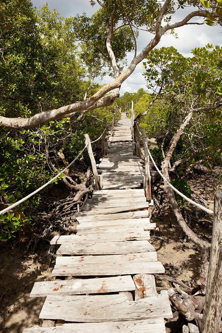 Suspension bridges through the mangroves of Mida Creek, Skywalk, Mida Creek, Watamu, Malindi, Kenya