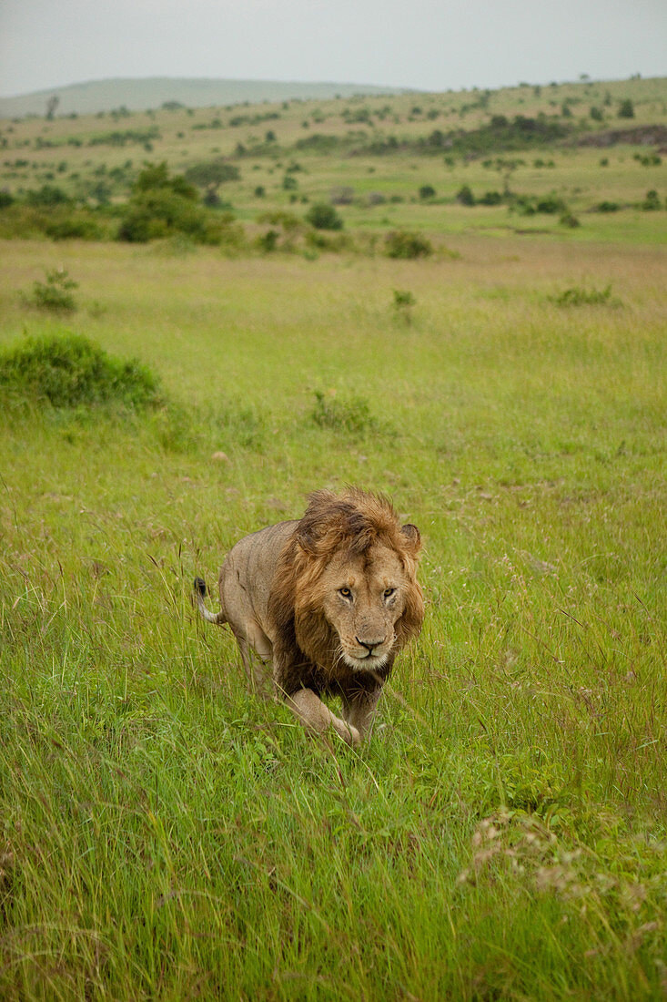 Male lion in the savannah, safari, national park, Masai Mara, Maasai Mara, Serengeti, Kenya